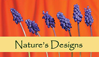 Natures Designs